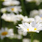 Oxeye daisy