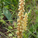Rapazinhos