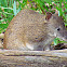 Southern Brown Bandicoot