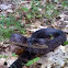 Black Rat Snake