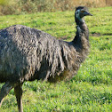 Emu