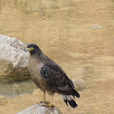 Crested Serpent Eagle