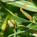 Chinese Mantis