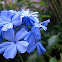 Blue Plambago