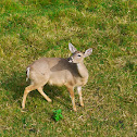 Venado Gris / Grey Deer