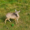 Venado Gris / Grey Deer