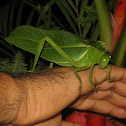 Green Crested Katydid