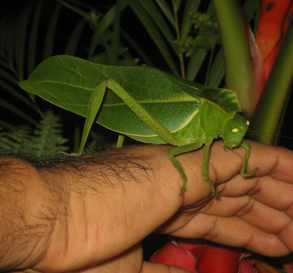 Spotting Image 1