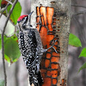 Yellow-Bellied Sapsucker