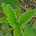 Wild strawberry