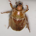 Beetle