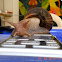 Caracol Africano
