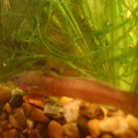 Slender madtom