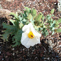 Southwestern Prickly Poppy