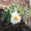 Southwestern Prickly Poppy