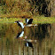 Black-bellied Whistling Duck
