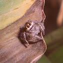 Jumping spider