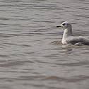 Gaviota