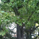 Silver maple