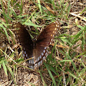 Red-spotted Purple