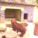 brown bear