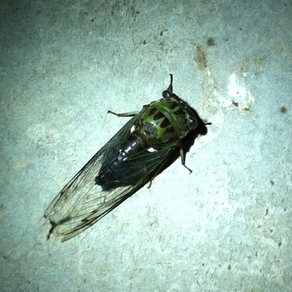 Spotting Image 1