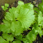 Cilantro