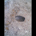 Common musk turtle