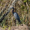 Little Blue Heron