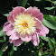 Peony