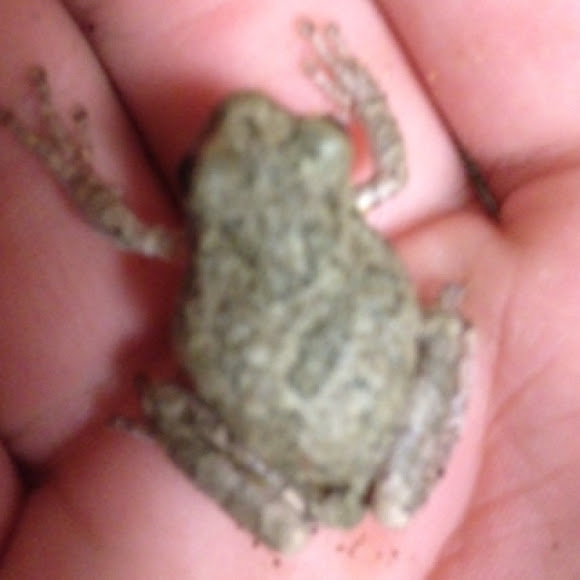 Spotting Image 1
