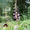 Fireweed?
