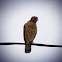 Red-Shouldered Hawk