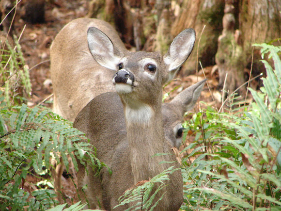 Spotting Image 1