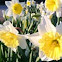 Lilies