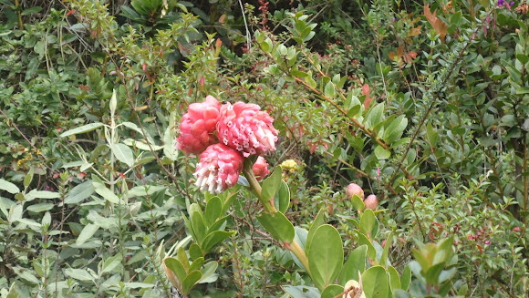 Spotting Image 1