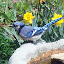 Blue Jay