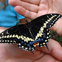 Black Swallowtail Butterfly