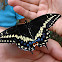 Black Swallowtail Butterfly