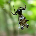 Spined micranthia