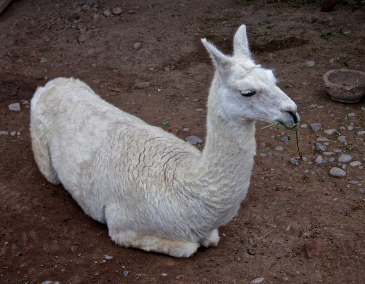 Alpaca