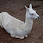 Alpaca