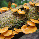 Orange Pore fungus