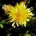 Dandelion