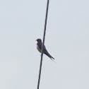 Barn Swallow