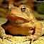 American Toad