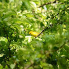 Wilson's warbler
