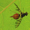 fruit fly