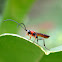 Braconid wasp