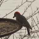 Red-bellied Woodpecker